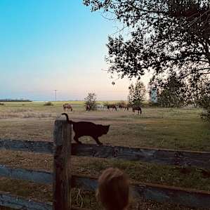 Black Poplar Farm