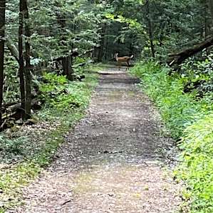 Deer during the short hike