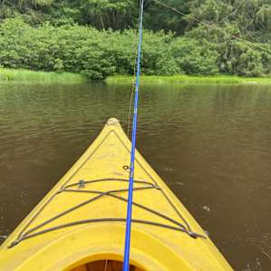 Can rent a kayak for $8/hr