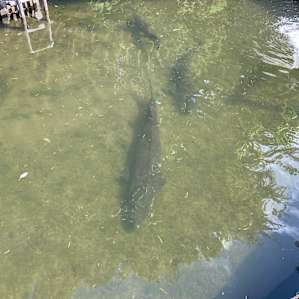 Fish at fish hatchery