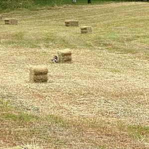 Hay fields