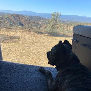 My pup enjoying the view