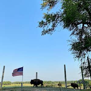 Steinke Ranch Buffalo