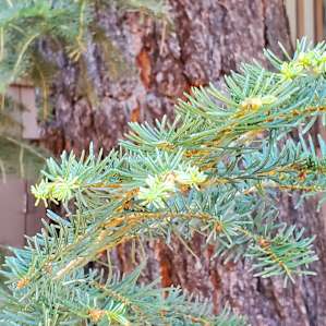 New growth