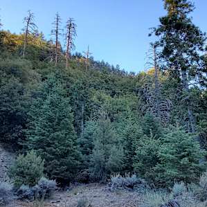 A small clearing on the Waterfall Trail