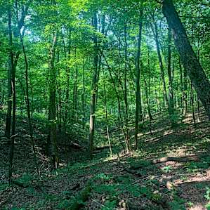 wayne national forest bordering campsite