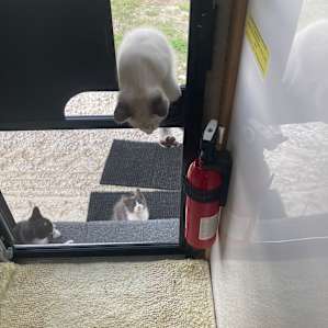 All three kittens trying waiting on the doorstep for us...well except for one who decided he would try to climb in!