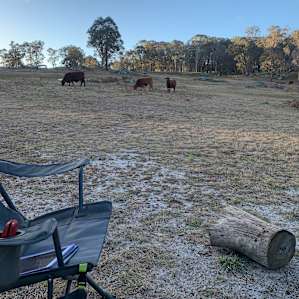 Cows in background