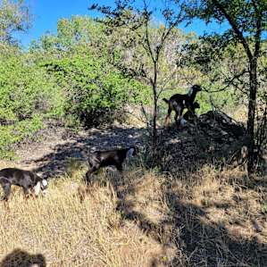 Goats!
