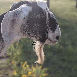 RVing with Goats and Alpacas