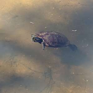 Pond turtle!