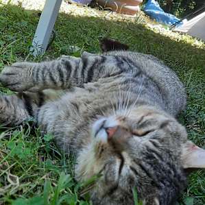 Buddy, the lovable outdoor kitty 😺