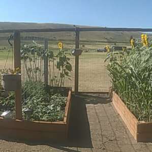 Camp Chicory in Paradise Valley