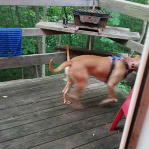 She loved chillin on the porch with us