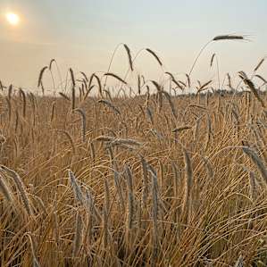 Grain how grain should be