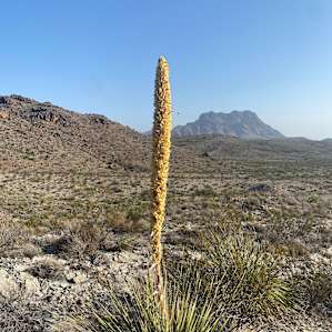 Wildcat Mountain