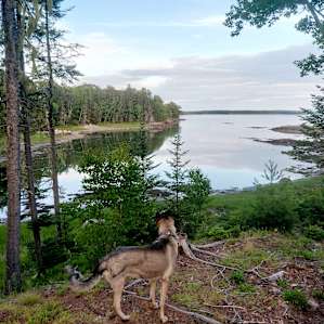 Our dog admiring the view from Raphaele's.