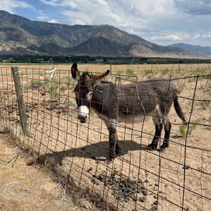 Southgate Farm & views of Mt. Nebo