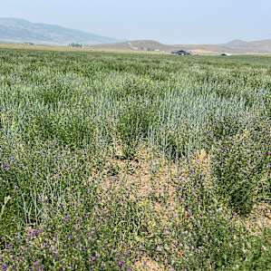 This what the rest of the property looks like. Try getting your tents set up in 18+ inches in the field of weeds.