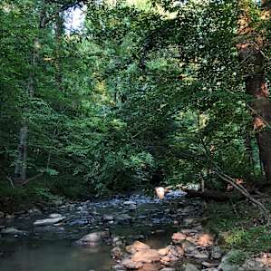 Secluded Wooded Creek Oasis