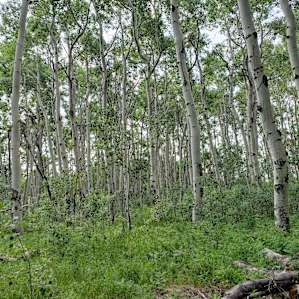 Aspens surrounding cabin