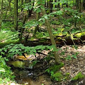 Brookside Campsite