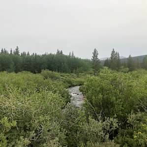 This stream is just across the street. I love the sound of a running stream.