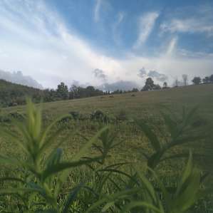 Horses in the distance