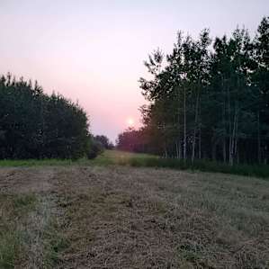 Trees, Grassland Trails and Hills