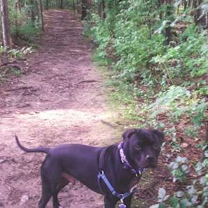 Should I enter the woods?