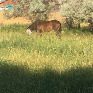 Maggie grazing near the camper