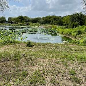 Pollinator Pond