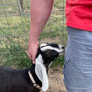 RVing with Goats and Alpacas