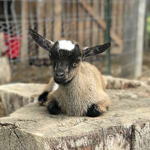 Awesome animals to see!