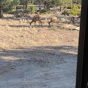 The deer stayed with us all morning, completely unfazed by us and our cooking.