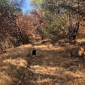 7 Acre Farm With Many Amenities