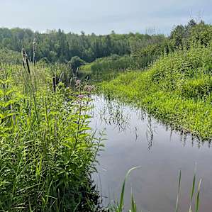 The Creek