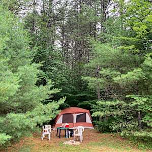 Camping surrounded by beautiful trees!