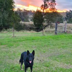 Space for good doggies. Note stock in background....