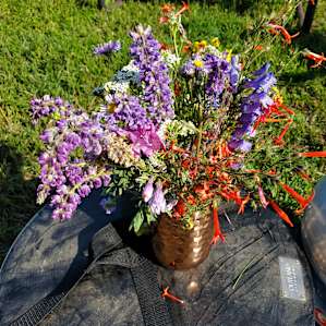 So many wildflowers! My wife slept in till 9am while I picked a diverse bouquet of flowers for her.