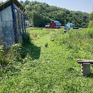 Willow Creek - camp with alpacas