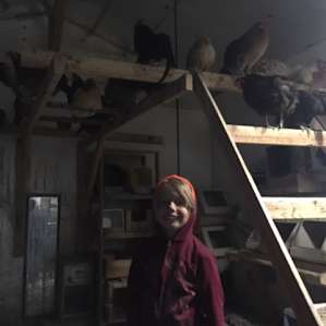 coop of rescued chickens