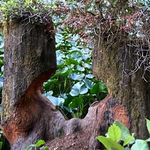 Beaver art