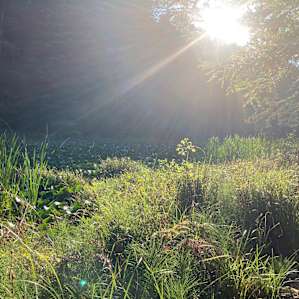 Sunset hike near the pond