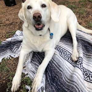 Our old 12 year old lab Mango loved this site!