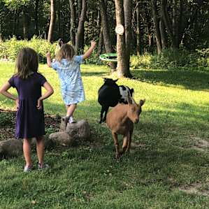 The kids loved when the host let the goats out to play!