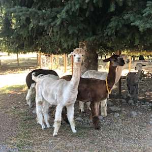 Camp with Alpacas