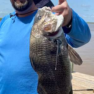 We caught one 25” black drum right off the dock!
