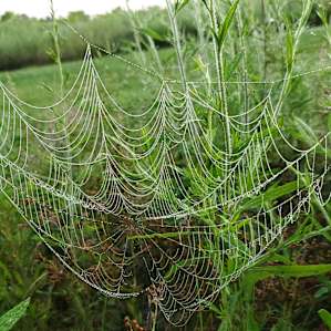 These webs were too pretty not to photograph.