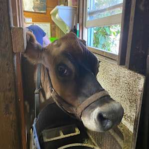 Tippy the cow!